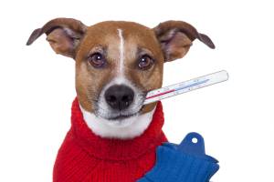 Article: Pet Emergencies - How prepared are you?